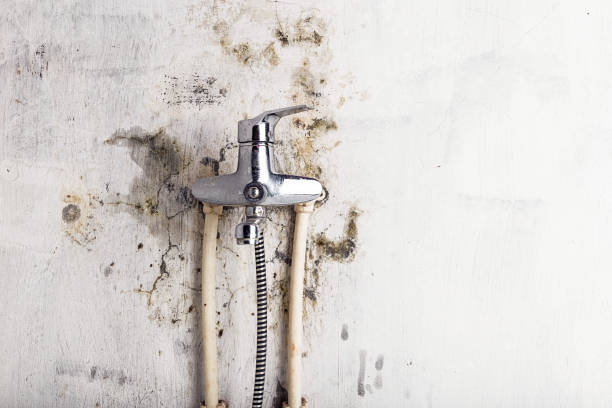 Gig Harbor, WA Mold Removal Company