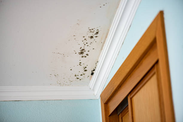 Best Best Mold Removal Companies  in Gig Harbor, WA