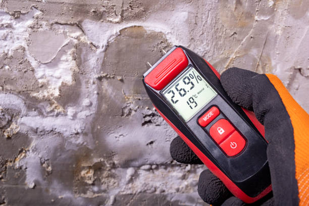 Mold Removal Process in Gig Harbor, WA