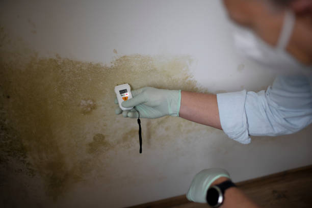Best Office Mold Removal Services  in Gig Harbor, WA
