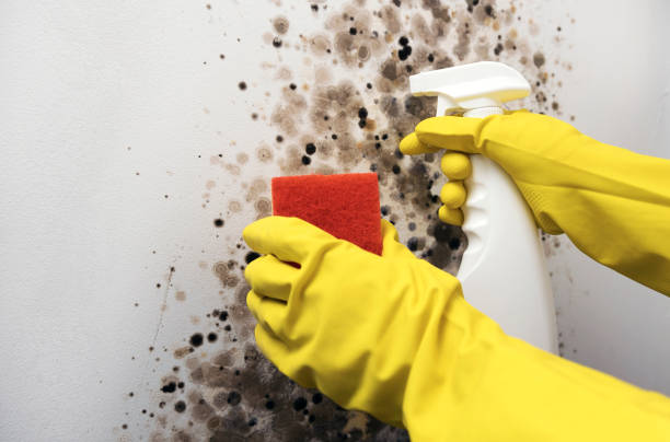 Best Mold Damage Repair  in Gig Harbor, WA
