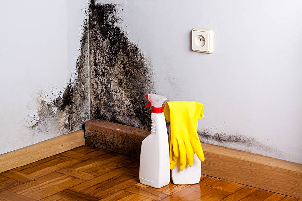 Best Mold Removal Process  in Gig Harbor, WA