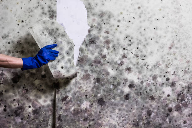Best Home Mold Removal  in Gig Harbor, WA